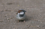 sparrow