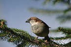 sparrow