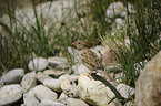 English house sparrow