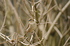 English house sparrow