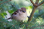 house sparrow