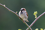 house sparrow