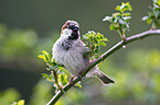 house sparrow