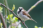 house sparrow