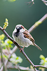 house sparrow