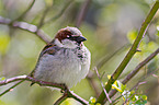 house sparrow