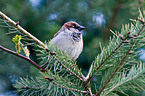 house sparrow