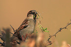 house sparrow