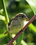 English house sparrow