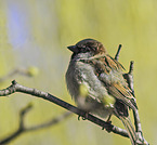 English house sparrow