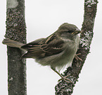 English house sparrow