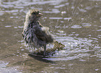 English house sparrow