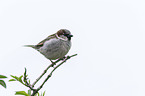 English house sparrow