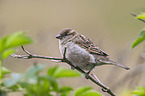 English house sparrow