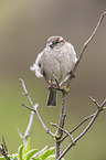 English house sparrow