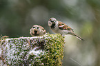 English house sparrows