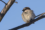 English house sparrow