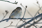 English house sparrow