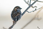 English house sparrow