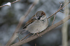 English house sparrow