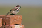 English house sparrow