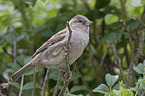 English house sparrow