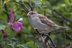 English house sparrow