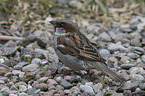 English house sparrow