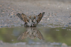 English house sparrow