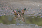 English house sparrow