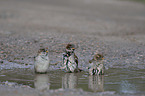 English house sparrows