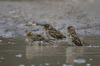 English house sparrows