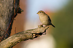 English house sparrow