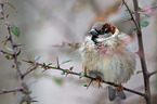 House sparrow sits on branch