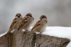 3 House sparrows