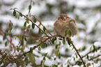 House sparrow sits on branch