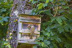 House Sparrow Nest Box