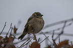 English house sparrow