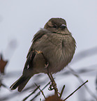 English house sparrow