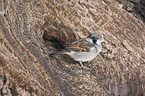 English house sparrow