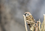 English house sparrow