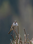 English house sparrow