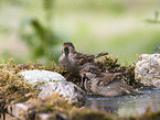 house sparrows