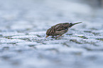 English house sparrow