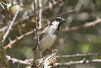 House Sparrow