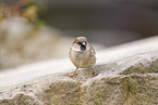 sparrow