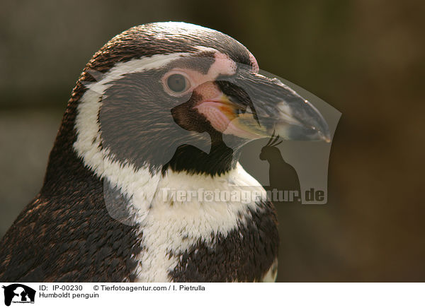 Humboldtpinguin / Humboldt penguin / IP-00230
