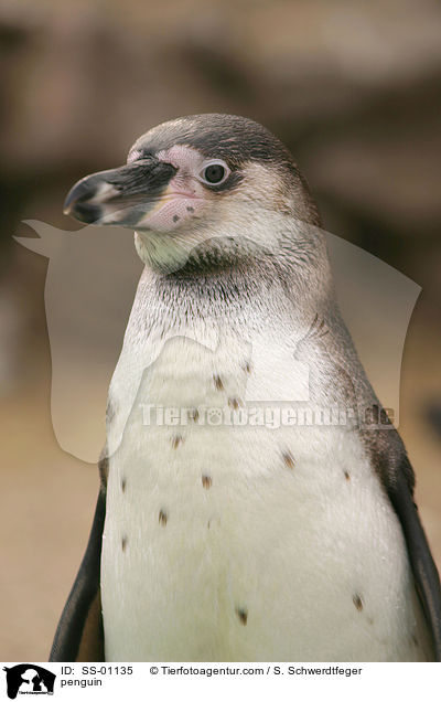 Humboldtpinguin / penguin / SS-01135