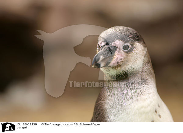 Humboldtpinguin / penguin / SS-01136