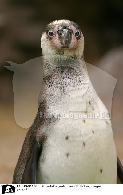 Humboldtpinguin / penguin / SS-01138